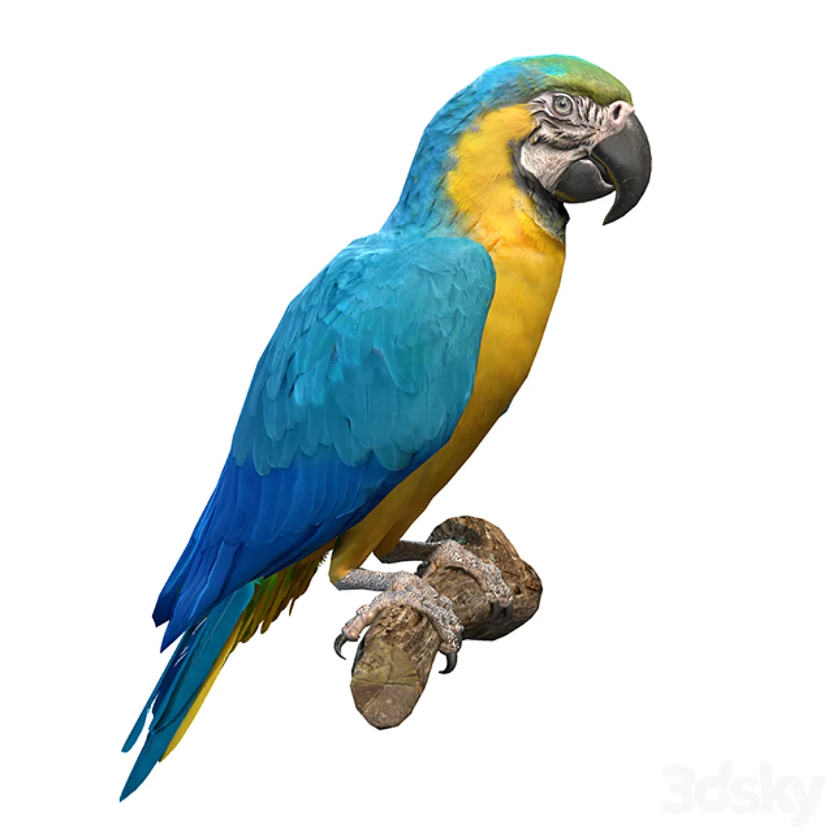 3d Blue and Gold Macaw Parrot 