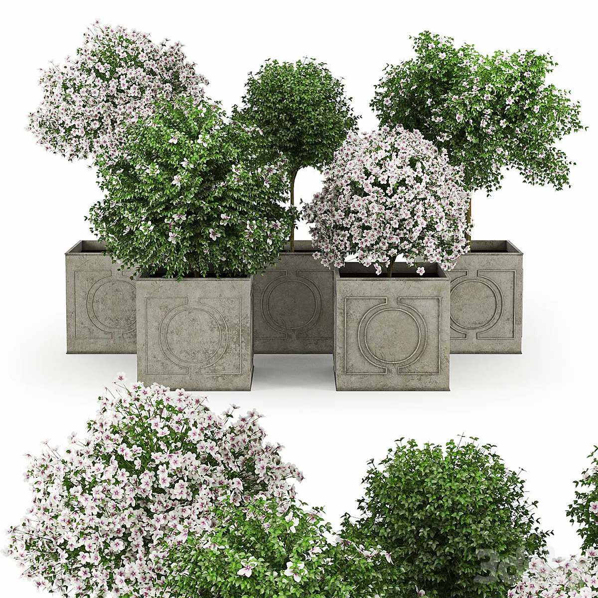 Hibiscus White - Bush - 3D model