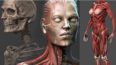 Udemy – Female Anatomy Sculpting in Zbrush free download