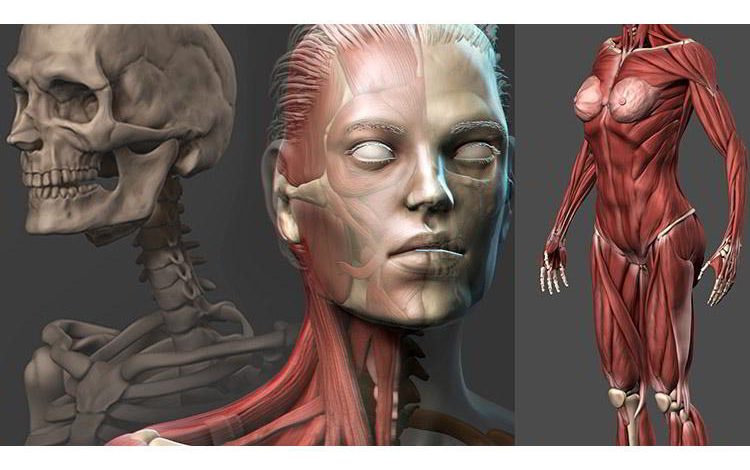 Udemy – Female Anatomy Sculpting in Zbrush free download