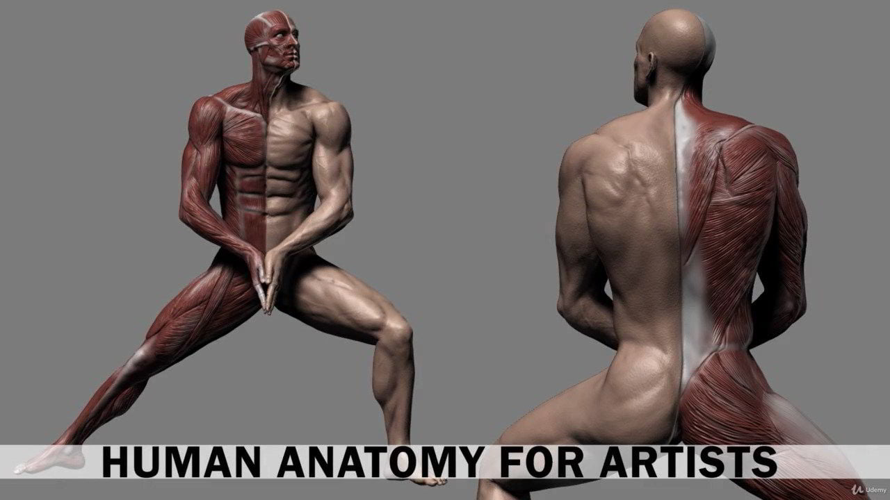 Udemy – Human Anatomy for Artists using Zbrush and Photoshop free download