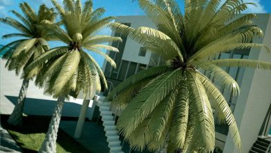 Evermotion – Archmodels vol. 42 : realistic plants free download