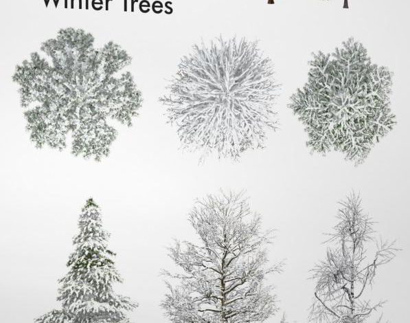 Dosch Viz-Images: Winter Trees