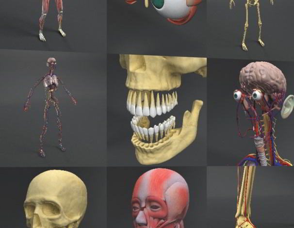 Dosch 3D: Human Anatomy