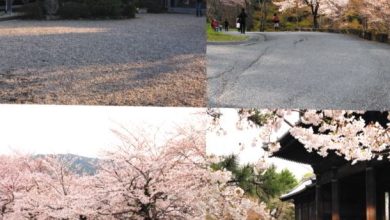 Dosch HDRI: Japan – Cherry Blossom free download