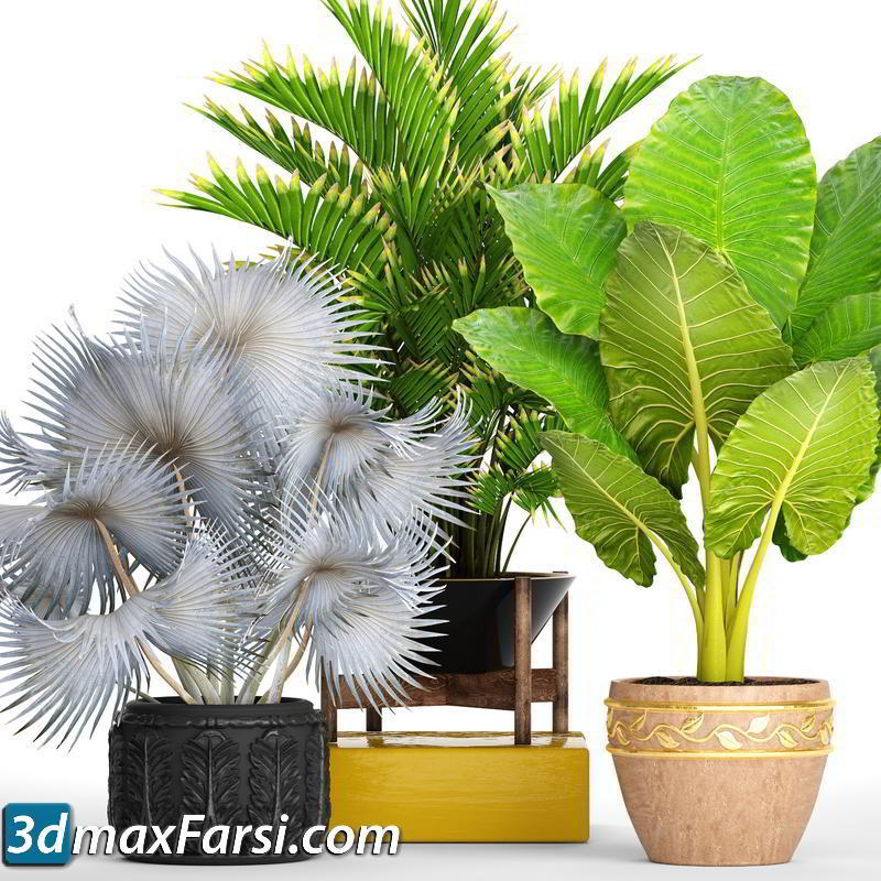 TurboSquid – 3D Collection of tropical plants free download