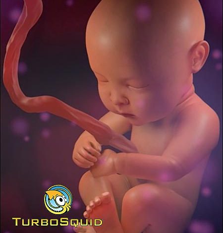 TurboSquid – Human Fetus free download