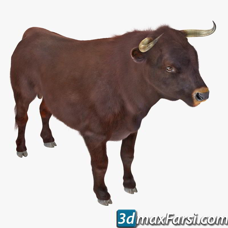 TurboSquid – 3D Bull Rigged with Fur