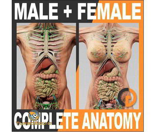 TurboSquid – 3D Human Male and Female Complete Anatomy free download