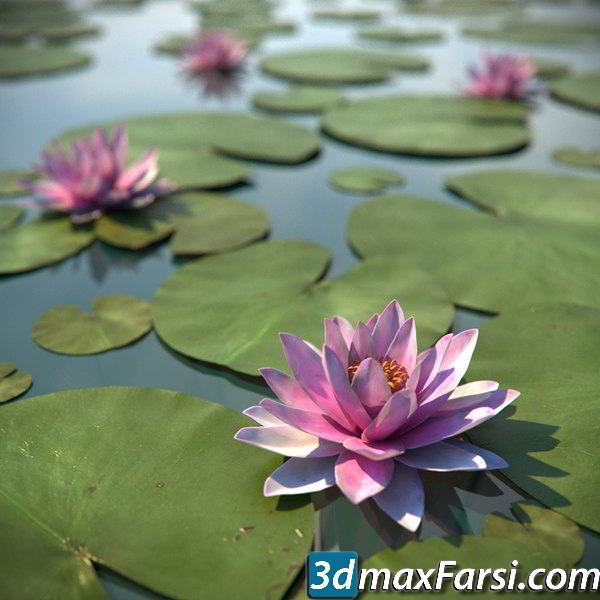 TurboSquid – Water Lily