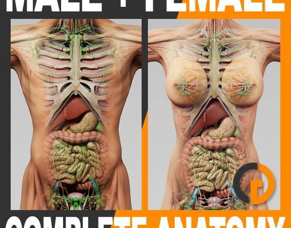 TurboSquid Human Male and Female Complete Anatomy For C4D free download