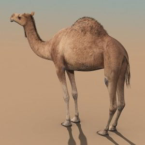 turbosquid Camel(RIGGED) High Detailed Photorealistic Camel(RIGGED)