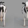 TURBOSQUID – COW PRO ( HOLSTEIN ) 3D MODEL BY MOTIONCOW
