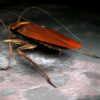 Cockroach Rigged 3D model