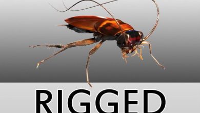 cgtrader – Cockroach Rigged 3D model