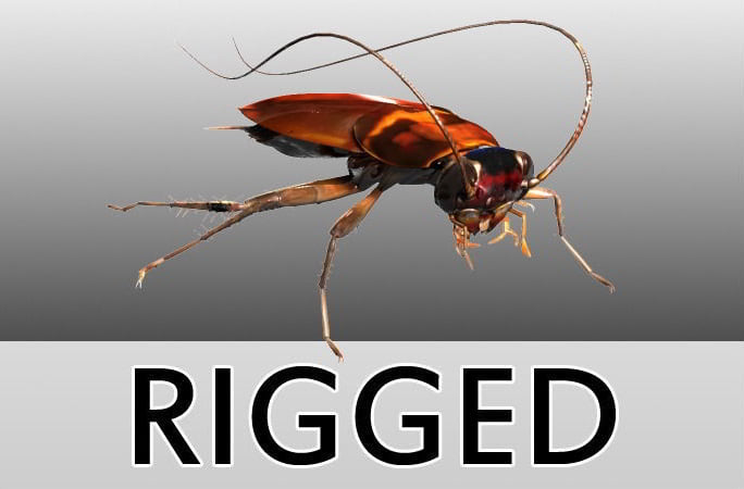 cgtrader – Cockroach Rigged 3D model