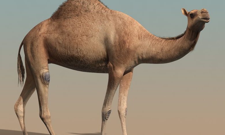 TurboSquid – Camel(RIGGED) free download