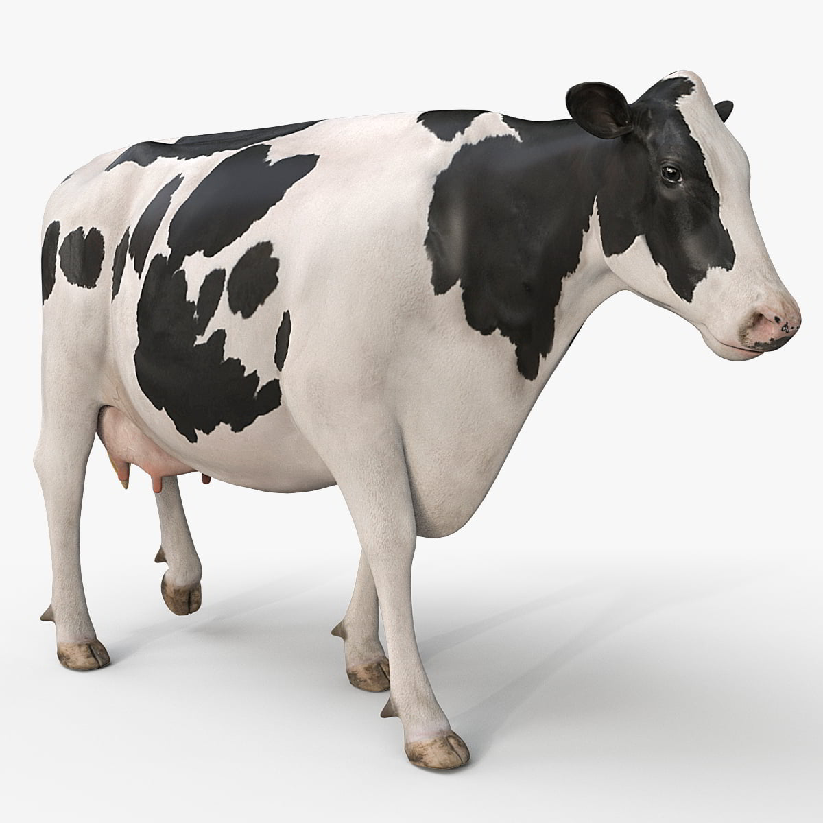 TURBOSQUID – Cow PRO ( Holstein ) 3D model by MotionCow