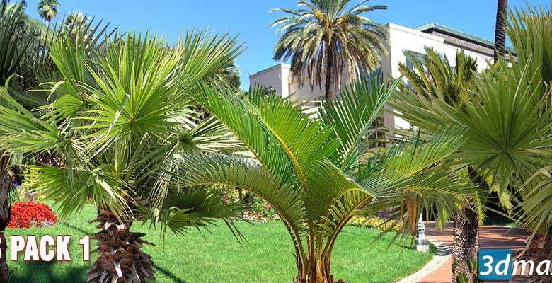 Cut out Palms vegetation Trees free download