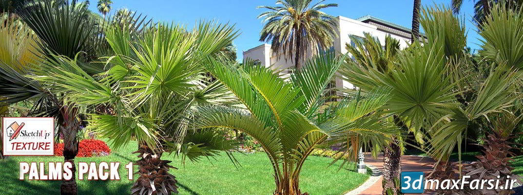 Cut out Palms vegetation Trees free download