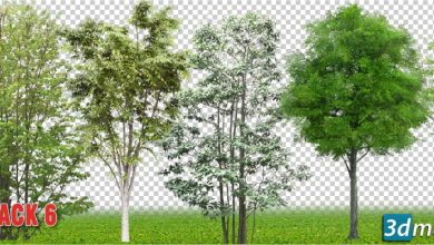 25 Cut out Vegetation Trees (PNG)