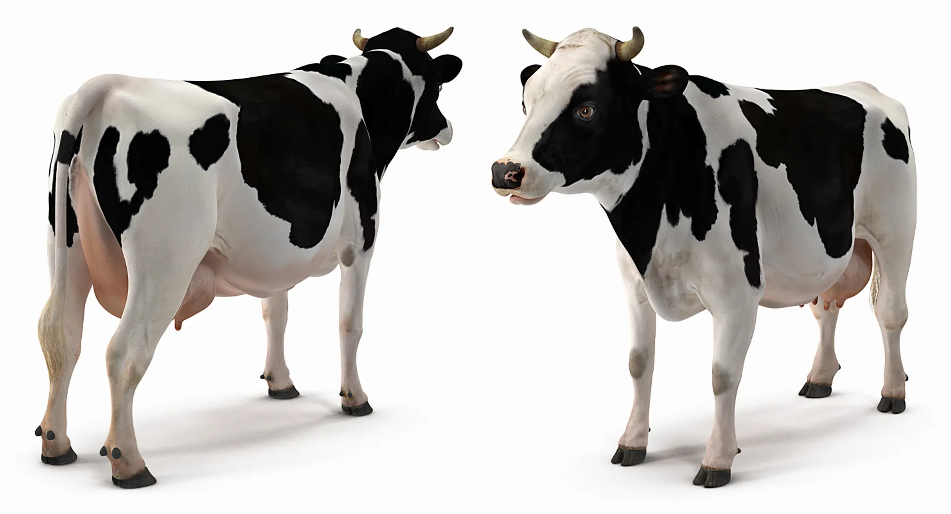 Cow PRO ( Holstein ) 3D model