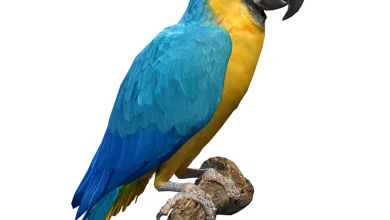 3d Blue and Gold Macaw Parrot