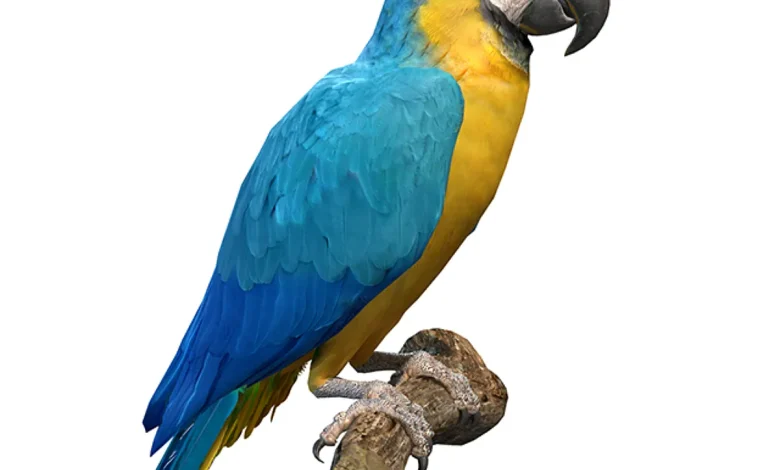 3d Blue and Gold Macaw Parrot
