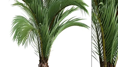 Hedyscepe canterburyana, Areca palm tree, decorative, interior, indoor, pot, flowerpot, flower, decor - Indoor - 3D model