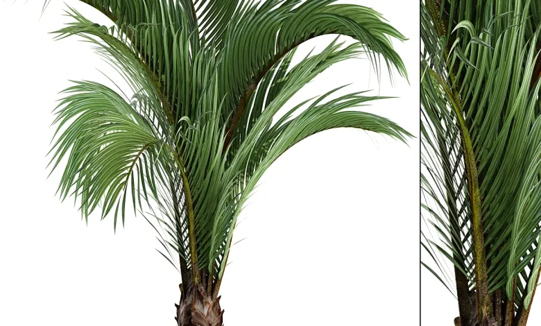 Hedyscepe canterburyana, Areca palm tree, decorative, interior, indoor, pot, flowerpot, flower, decor - Indoor - 3D model