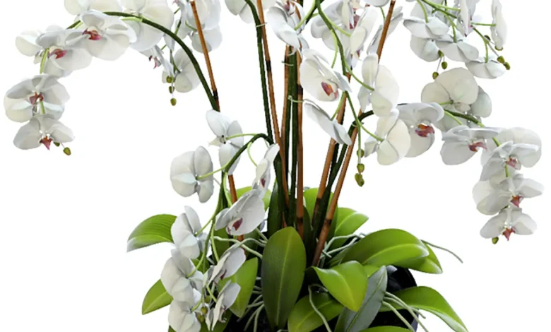 Orchid 2 - Indoor - 3D model