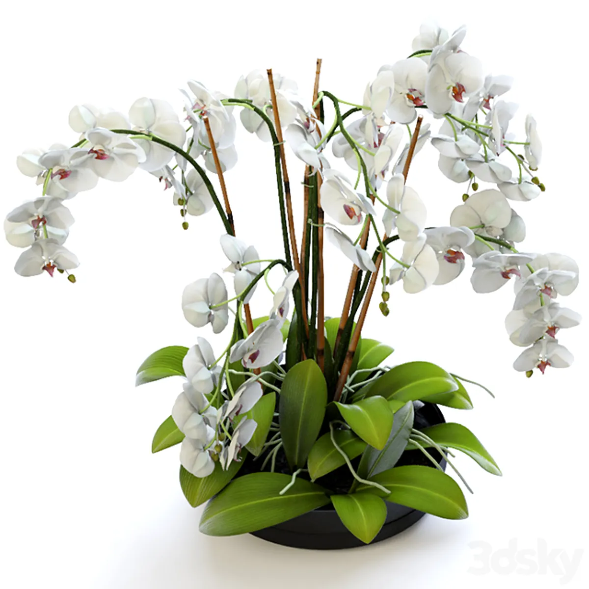 Orchid 2 - Indoor - 3D model
