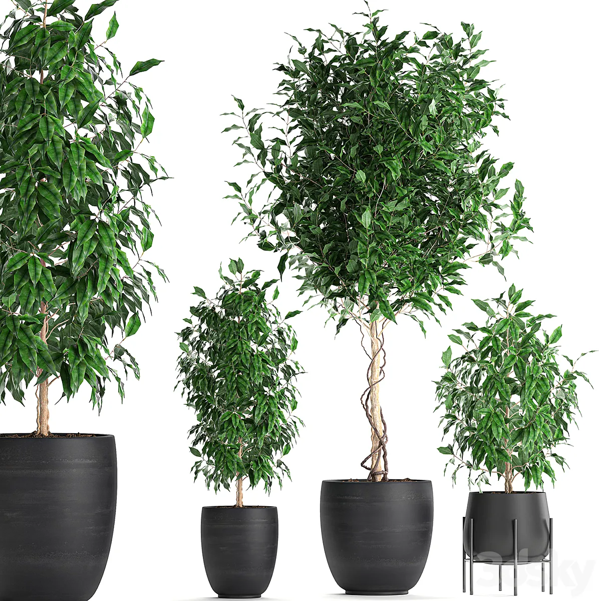A collection of small beautiful trees in black pots