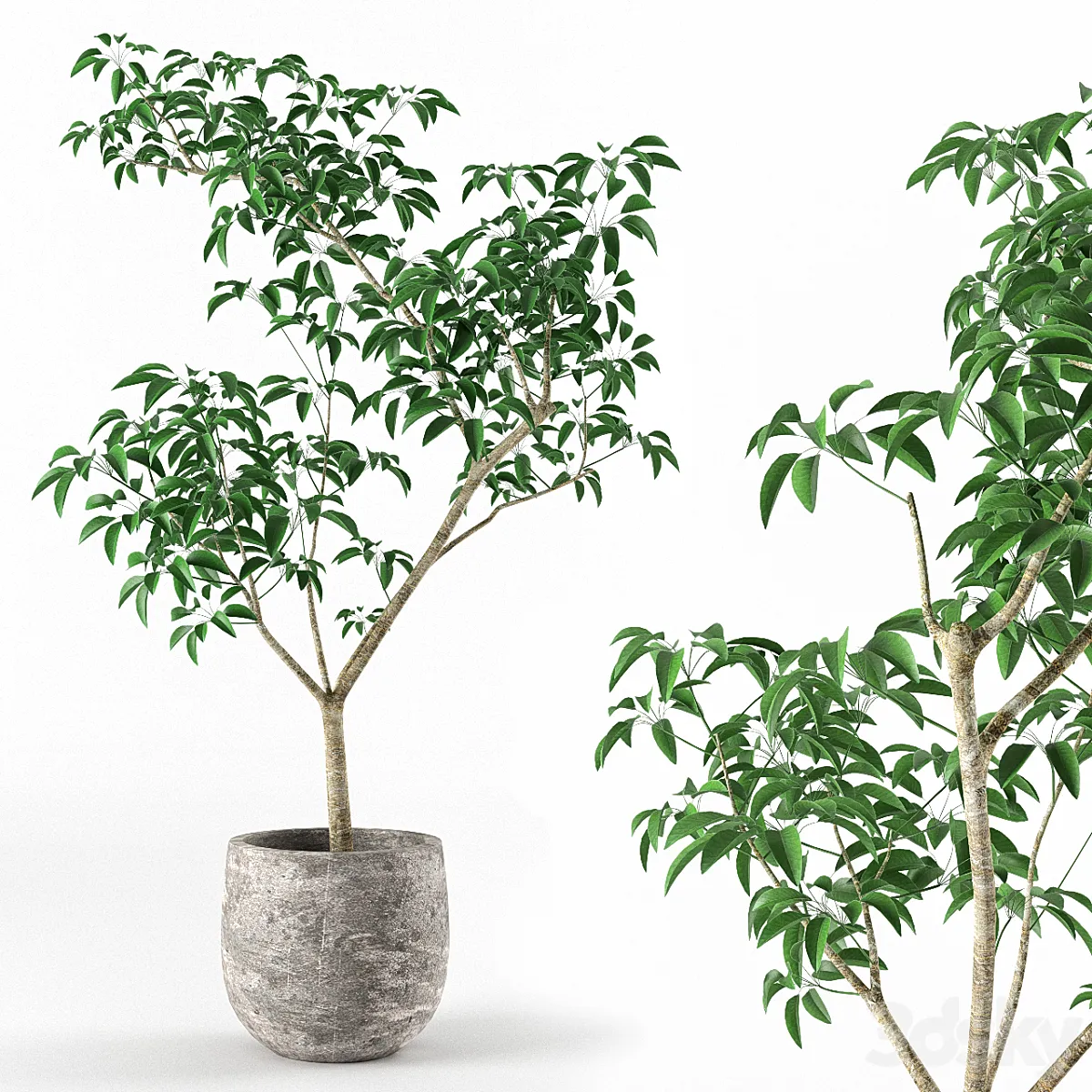 3dsky - Small tree in pot