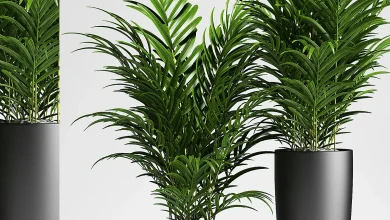 PLANTS 137 - Indoor - 3D model