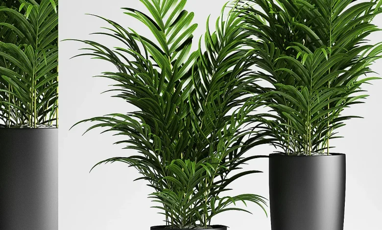 PLANTS 137 - Indoor - 3D model