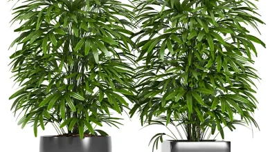 PLANTS 147 - Indoor - 3D model