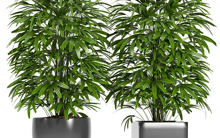 PLANTS 147 - Indoor - 3D model