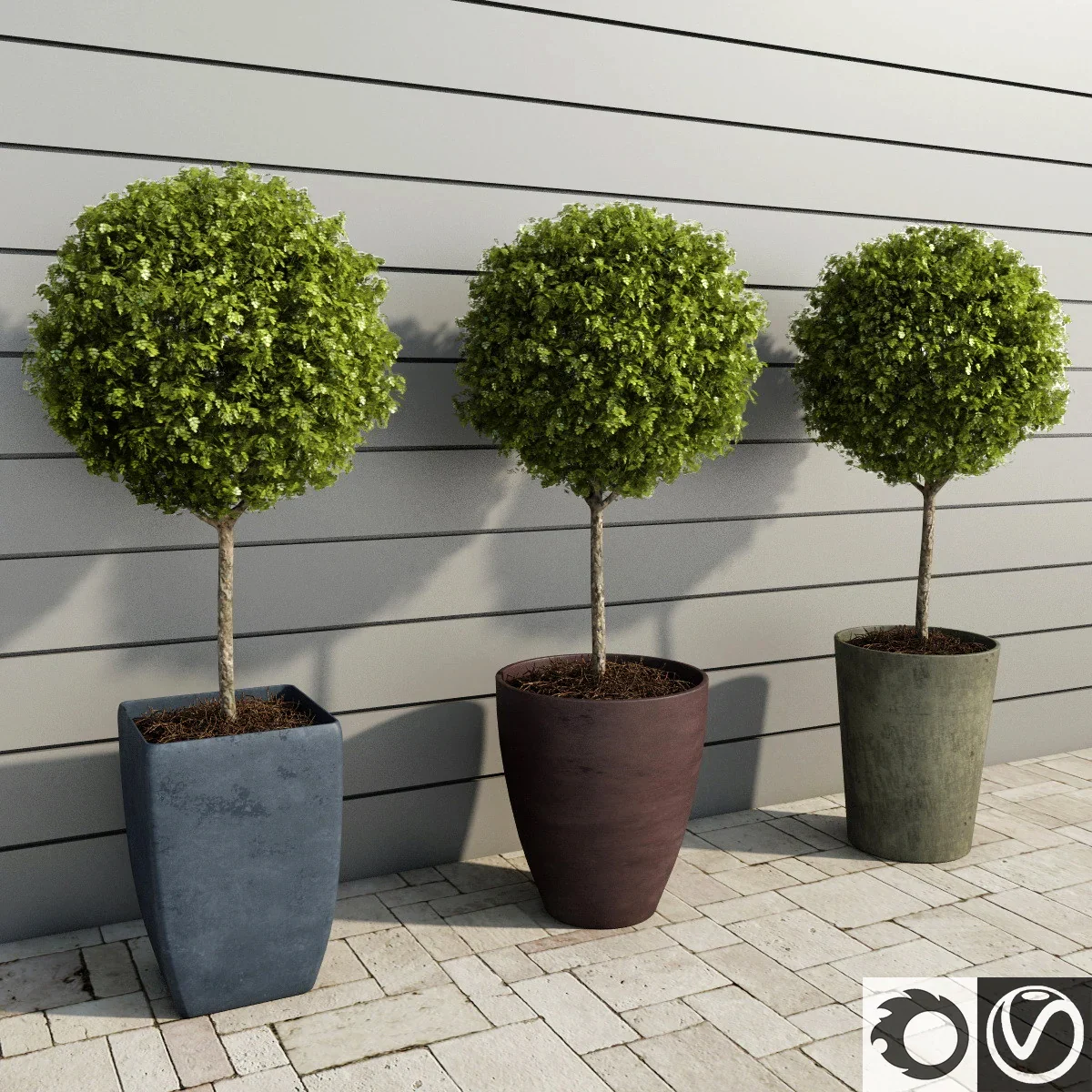 3dsky – Amb_Plants for Hotels & -Outdoor Plants Boxwood Trees