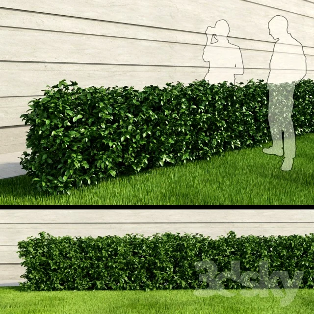 3dsky – Amb Rectangular Bush download