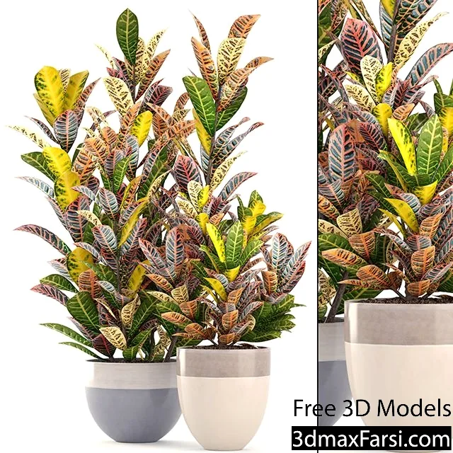 3dsky – Collection of plant Croton 3d models download