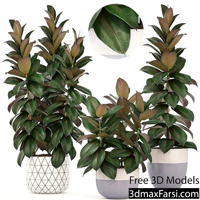 3dsky – Collection of plants 204 (FICUS) 3d models download