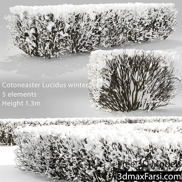 3dsky – Cotoneaster lucidus. Winter hedge # 3 3d models download
