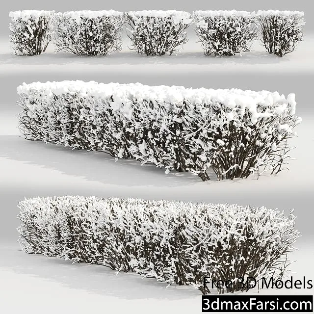 3dsky – Cotoneaster lucidus. Winter hedge # 3 3d models free