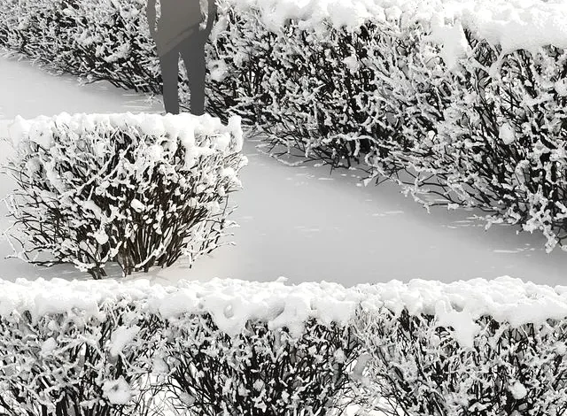 3dsky – Cotoneaster lucidus. Winter hedge # 3