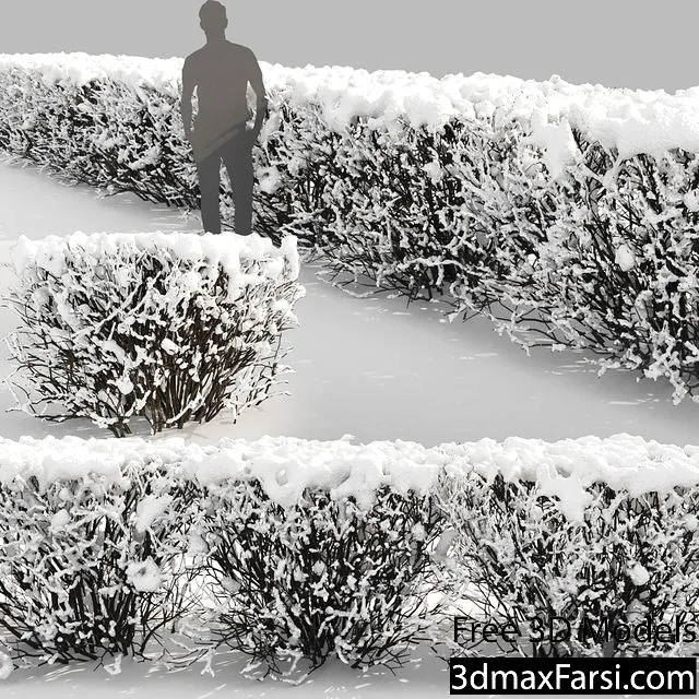 3dsky – Cotoneaster lucidus. Winter hedge # 3