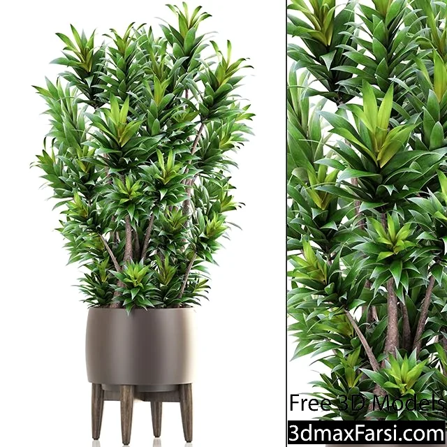 3dsky – Dracaena 6 3d models download