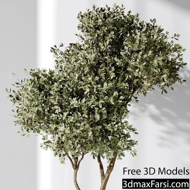 3dsky – Elastica Abidjan Melany and Mission Olive Tree Vase 18 3d models download
