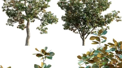 3dsky – Magnolia Grandiflora 02 3d models download