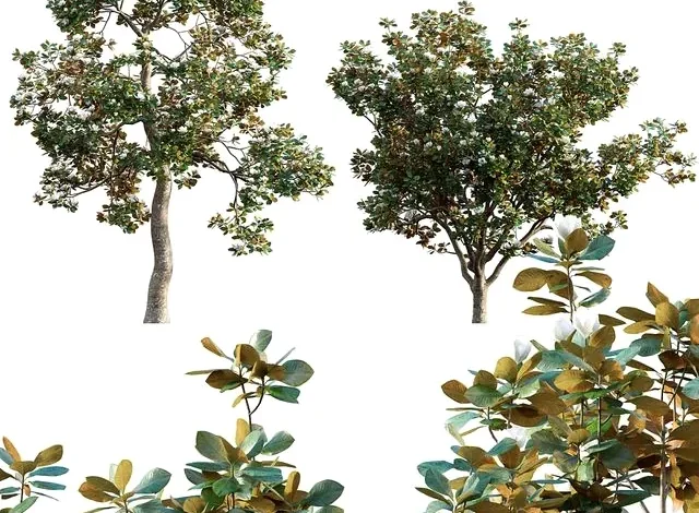 3dsky – Magnolia Grandiflora 02 3d models download